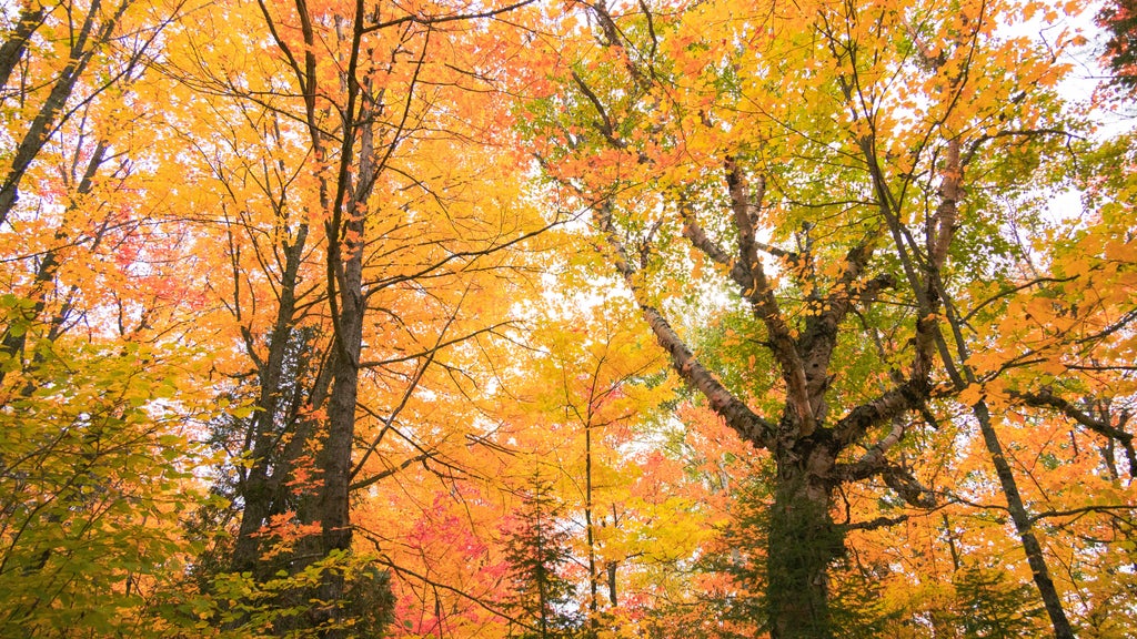 Summerlike weekend on tap in Twin Cities; fall returns early next week — WCCO / CBS Minnesota, Edina Community news