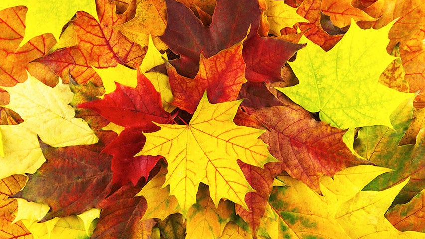 Cooler, quieter fall weather returns Tuesday in the Twin Cities — WCCO / CBS Minnesota, Edina Community news
