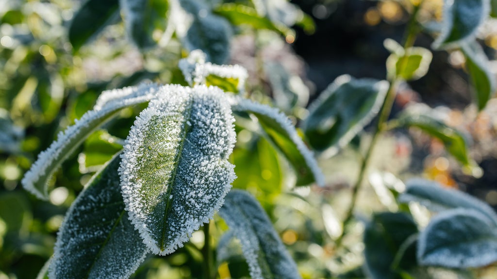 The first frost of the season is expected Saturday. Here's how to prepare your garden — WCCO / CBS Minnesota, Edina Sports news