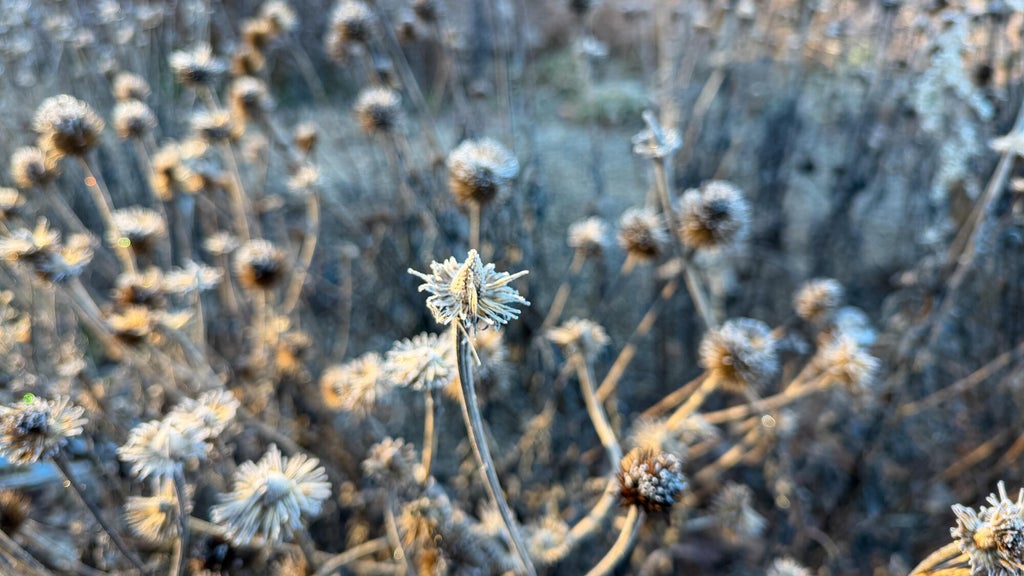 Breezy winds bring cool air to Minnesota, with first frost possible in the metro Friday night — WCCO / CBS Minnesota, Edina Sports news
