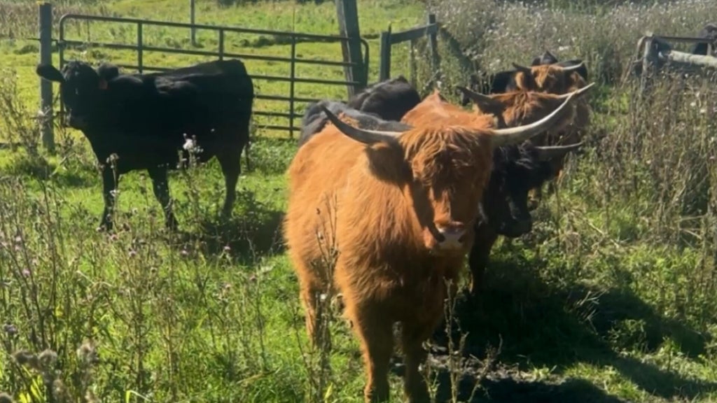 Minnesota farmer calls for thief to return nearly a dozen cows: "You're going to go to jail" — WCCO / CBS Minnesota, Edina Community news