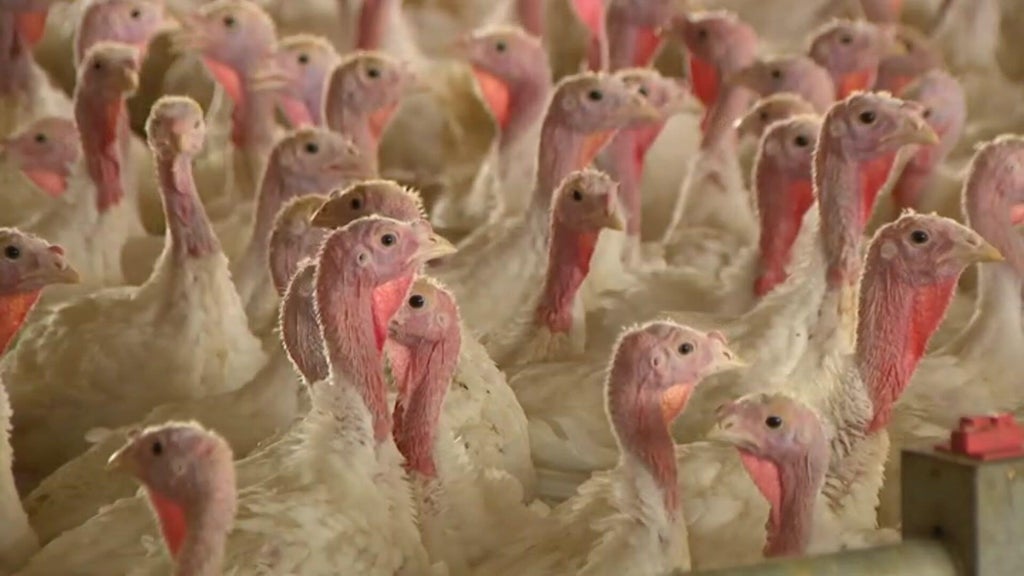Bird flu confirmed in Barron County, Wisconsin, commercial poultry flock — WCCO / CBS Minnesota, Edina Real Estate news