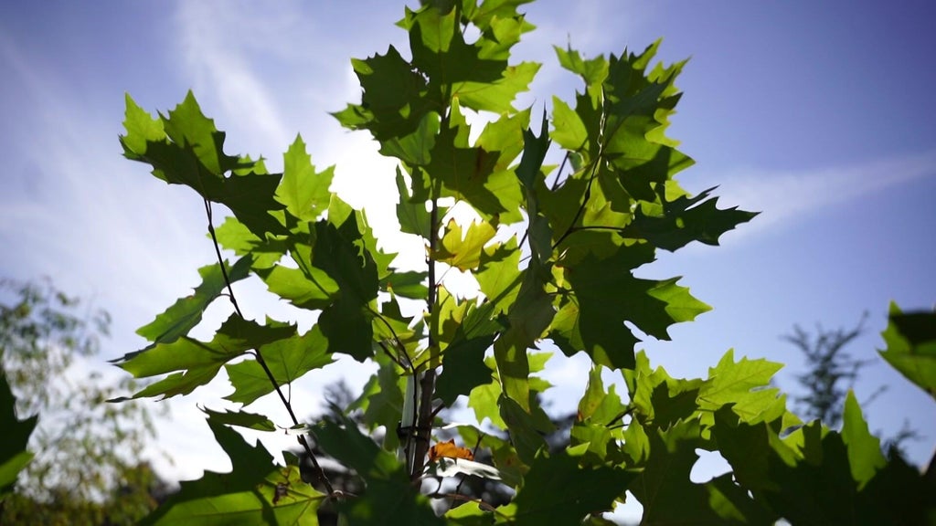 St. Paul city employees help plant trees at church in Rondo neighborhood — WCCO / CBS Minnesota, Edina Real Estate news