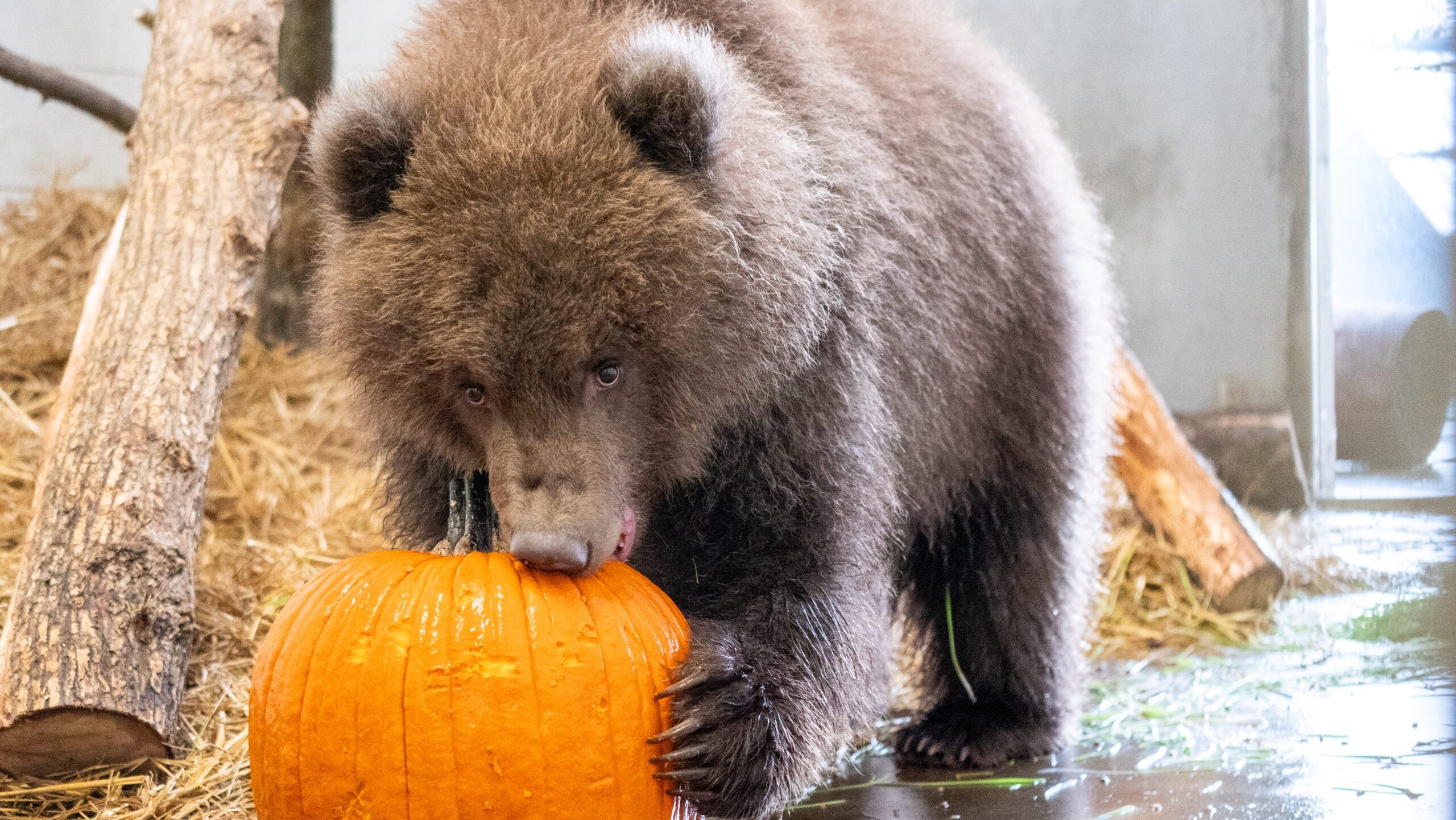 Minnesota Zoo welcomes 3 orphaned brown bear cubs rescued from Alaska — Edina Health news