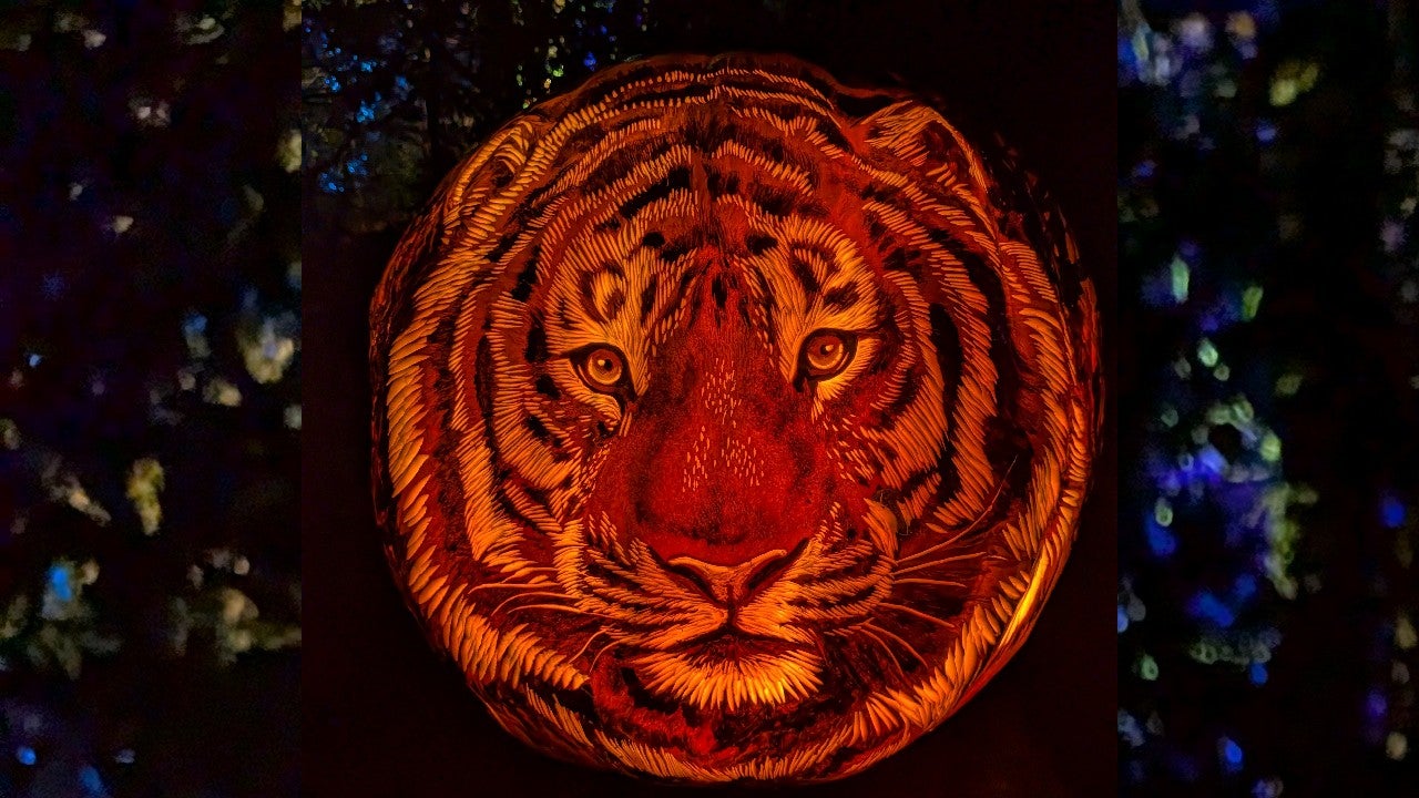 Behind the scenes of pumpkin carving at the Minnesota Zoo — KSTP 5, Edina Arts news