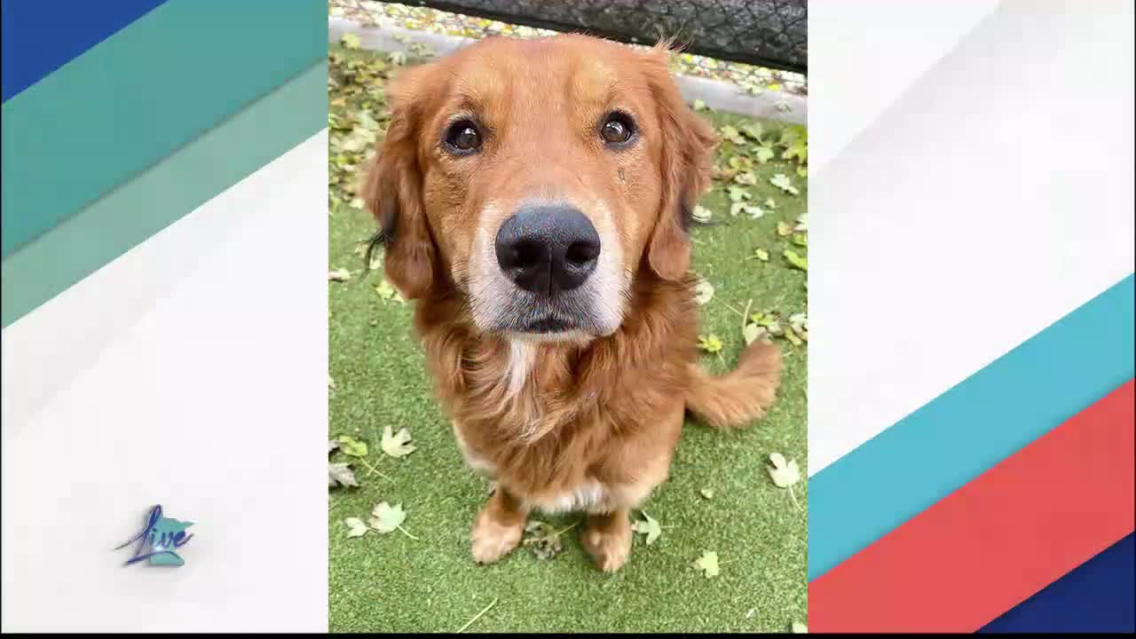 Adopt a Dog Month: Golden Retrievers — KSTP 5, Edina Community news