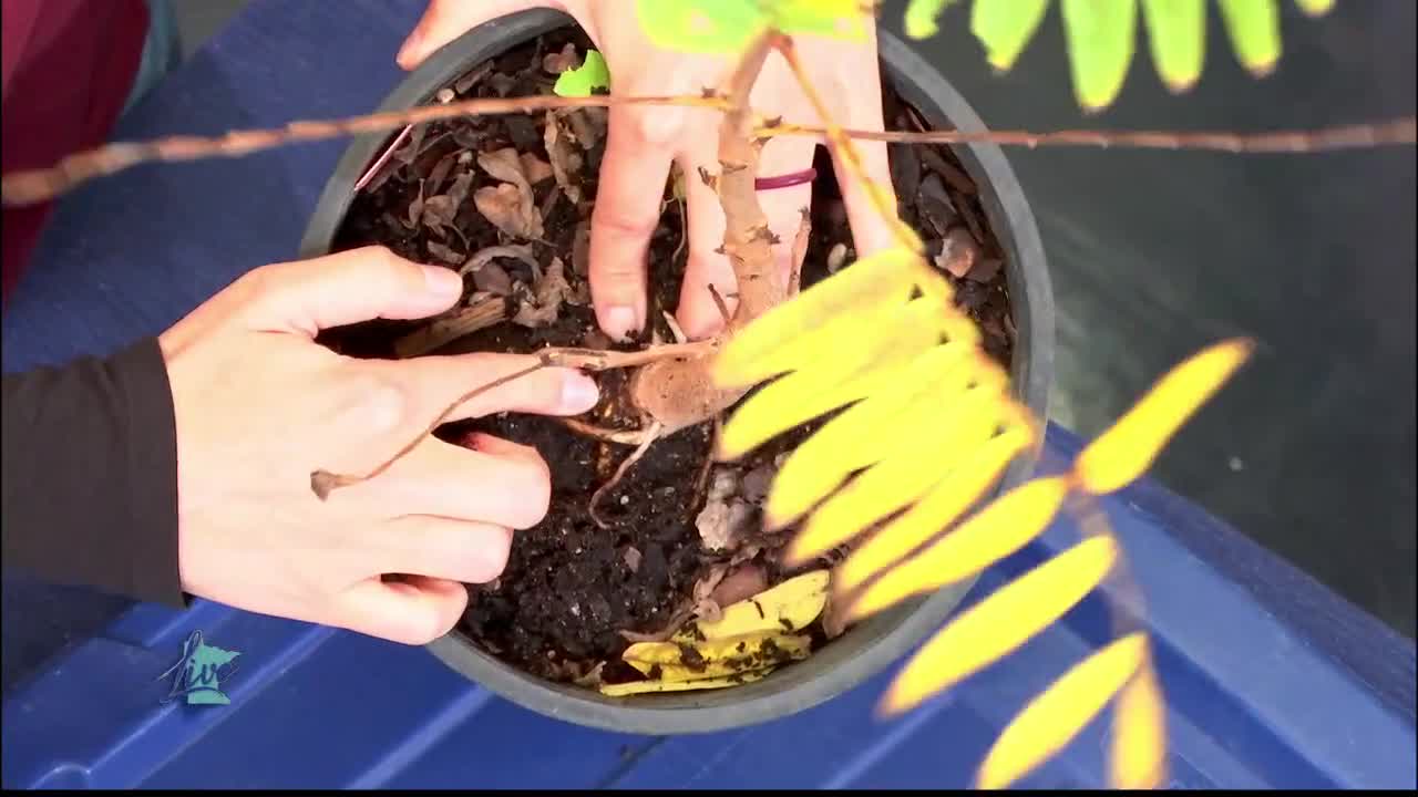Tips for Planting Trees — KSTP 5, Edina Community news