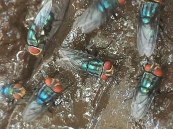 Odor complaints target Mexico’s screwworm fly facility — KFGO, Edina Schools news