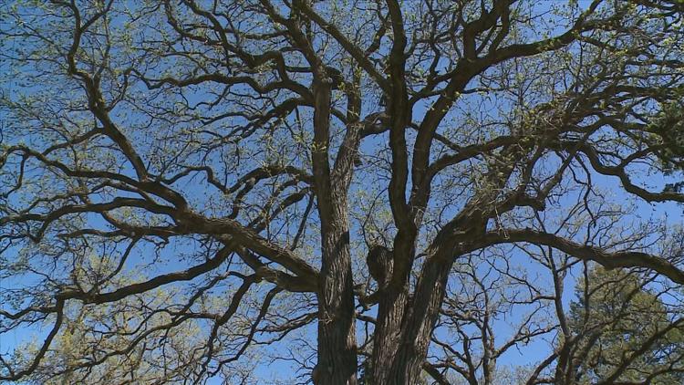 How to keep your oak trees healthy — KARE 11 Local, Edina Health news