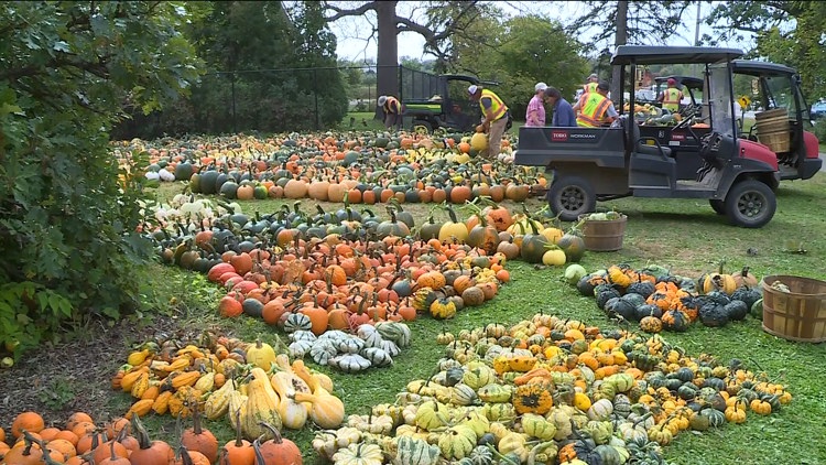 Pumpkin 101: Best to cook, carve & display — KARE 11 Local, Edina Community news