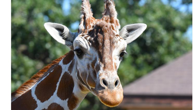 Como Zoo mourns loss of beloved giraffe, 'Skeeter' — Edina Community news