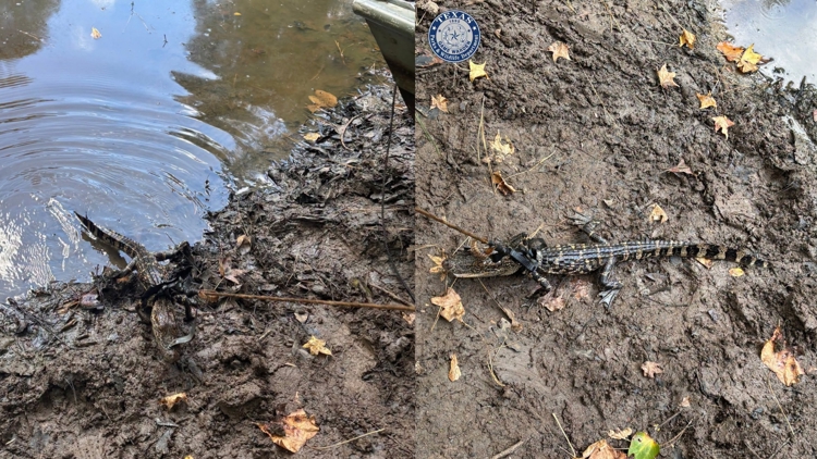 Alligator found tied to boat in East Texas pond; man cited for illegal possession, wardens say — KHOU 11 (Houston), Edina Sports news