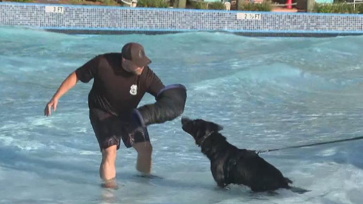 Tampa police K-9s train at theme park to prepare for emergencies — WTSP 10 Tampa Bay, Edina Community news