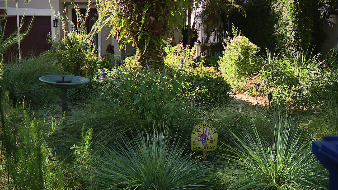 Florida city offers homeowners up to $3,000 to ditch thirsty grass — a move that slashes their water bills — FOX 9, Edina Community news