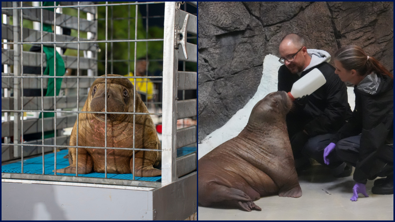 Orphaned baby walrus in Alaska flown 4,800 miles to new home in Florida — FOX 9, Edina Community news