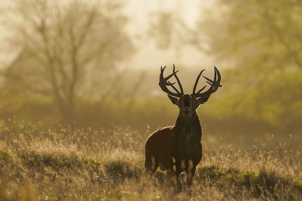 Deer-related crashes spike in the fall. Here's why. — FOX 9, Edina Sports news