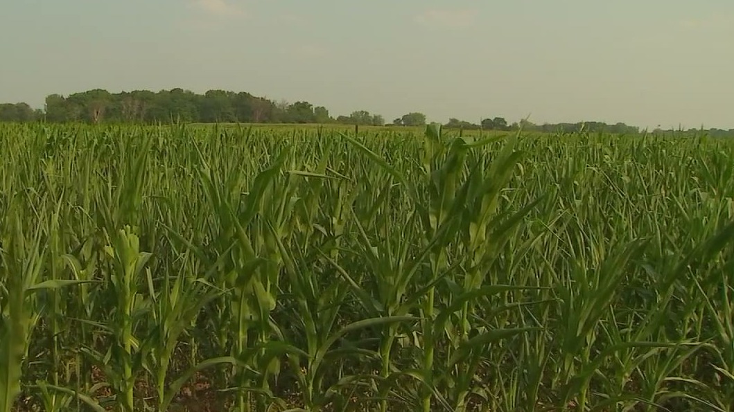 Minneapolis woman charged with swindling Minnesota farm grant — FOX 9