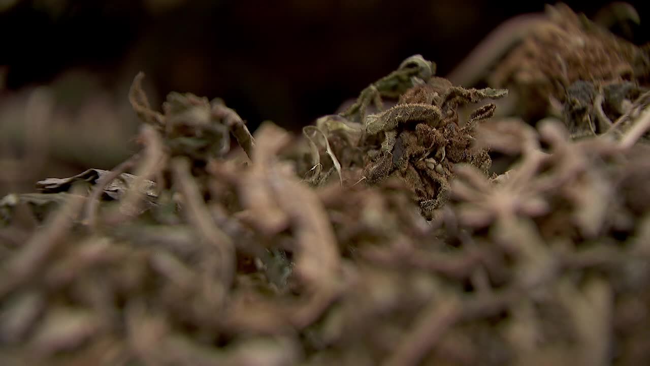 Hemp THC deadline hits $200 million industry, leads to layoffs, but liquor stores may maintain — FOX 9, Edina Business news