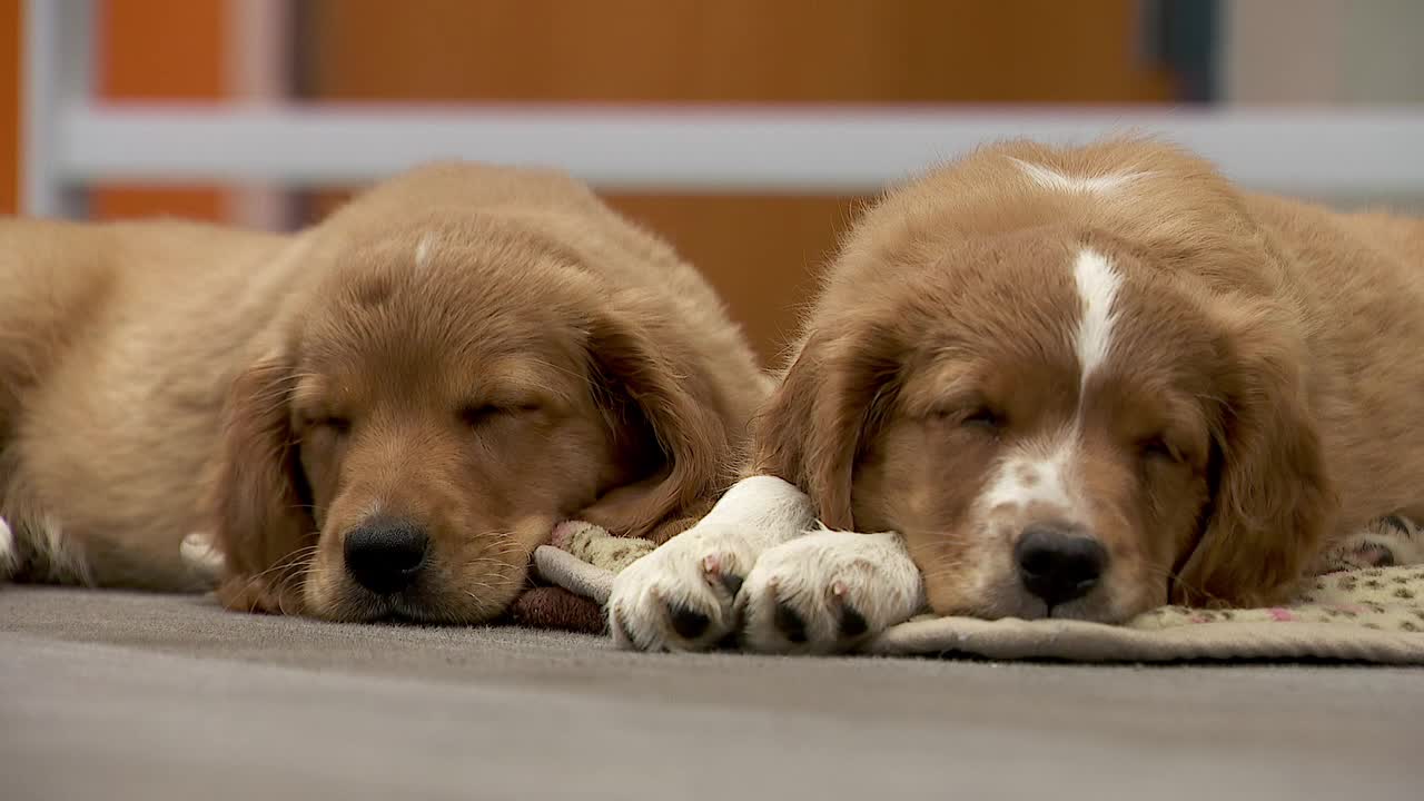 36 dogs rescued from unlicensed breeder in Cass County — Edina Community news