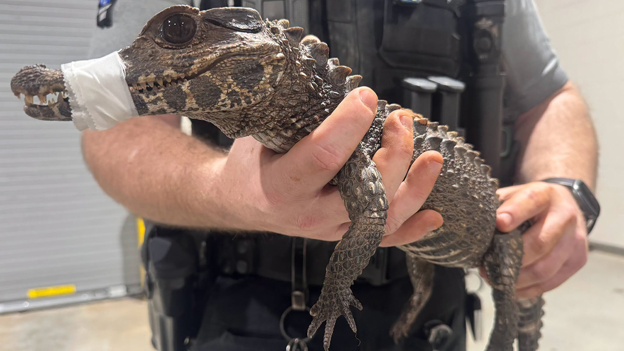 Watch: Deputies in Oklahoma capture escaped caiman after months on the loose — FOX 9, Edina Community news